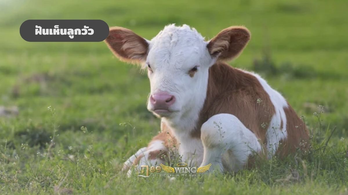 ฝันเห็นลูกวัว