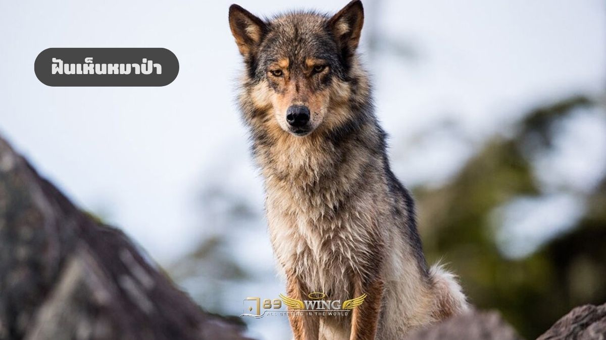 ฝันเห็นหมาป่า